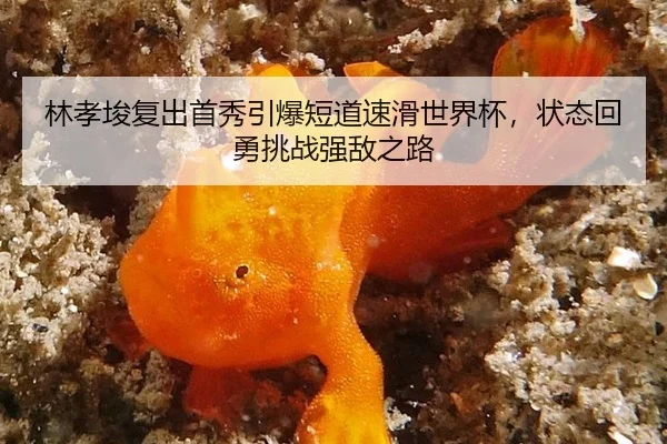林孝埈复出首秀引爆短道速滑世界杯，状态回勇挑战强敌之路